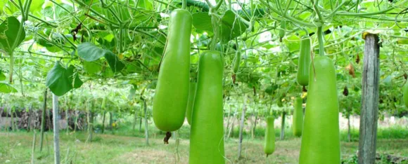 bottle gourd