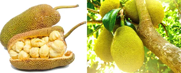 Jackfruit 