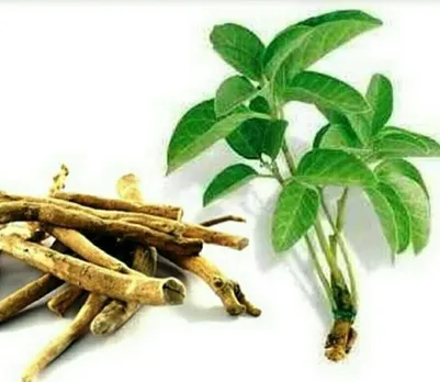 Ashwagandha Benefits : जानिए अश्वगंधा के 5 फायदे