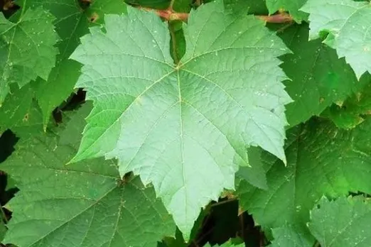 Grape Leaves Benefits : अंगूर की पत्तियों के 5 फायदे