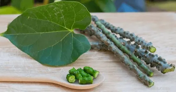 Benefits Of Giloy: खांसी से लेकर स्ट्रेस तक गिलोय के 5 चमत्कारी फायदे