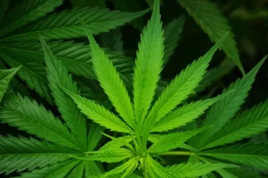 Side Effects of Weed : क्या गांजा सेहत के लिए ख़राब होता है?