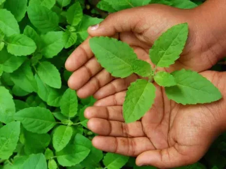 Benefits Of Tulsi: एक बार जरूर पढ़िए तुलसी के यह 6 बड़े फायदे