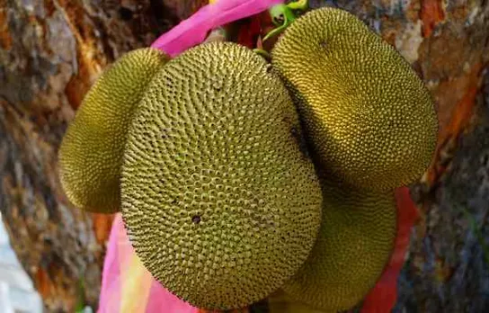 कटहल की सब्ज़ी के 5 फायदे
