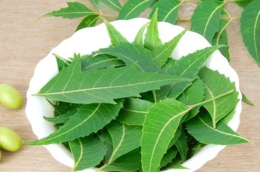 स्किन से लेकर दांत की सेहत के लिए करें इस्तेमाल नीम का, पढ़े ये 5 ज़बरदस्त फायदे