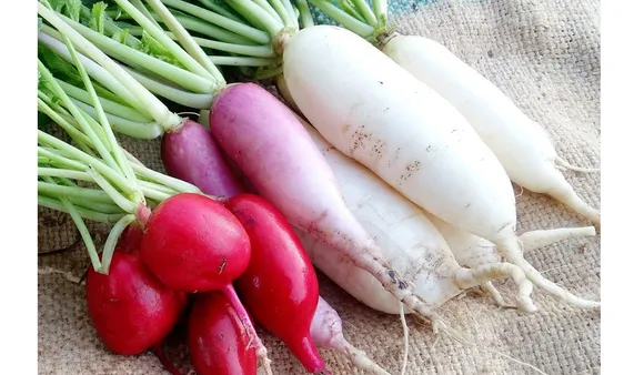 Benefits Of Radish: मूली खाने के 5 बड़े फायदे हमारे स्वास्थ्य के लिए