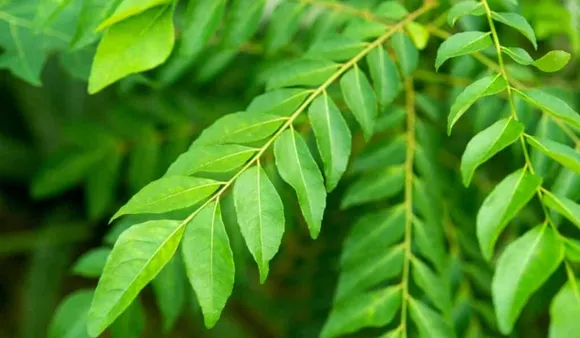 Benefits of Curry Leaves: कढ़ी पत्ते के 6 फायदे
