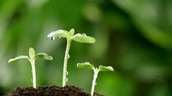 Benefits Of Sprouts: एक बार जरूर पढ़े sprouts खाने के ये 5 बड़े फायदे