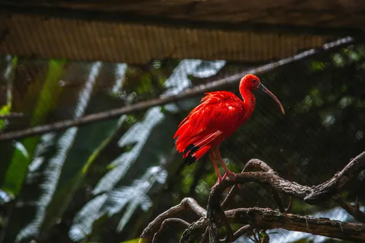 Scarlet ibis