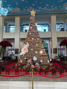 Tree of Gardenia Bloom 2 (1)