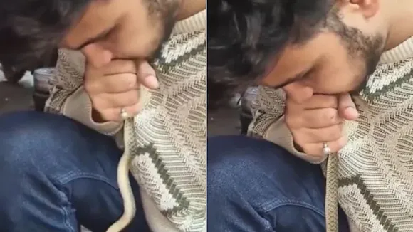 snake viral video