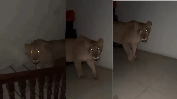 viral tiger