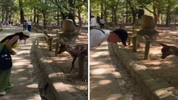 deer viral news