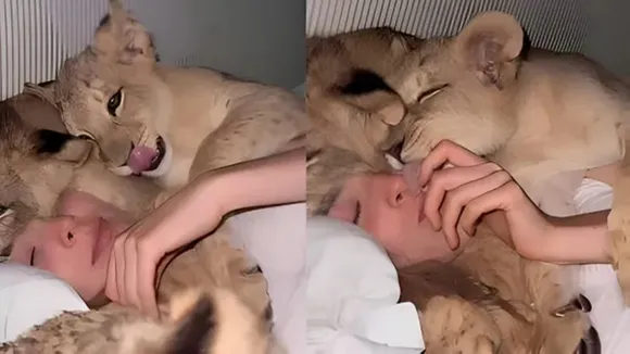 viral lion cubs 