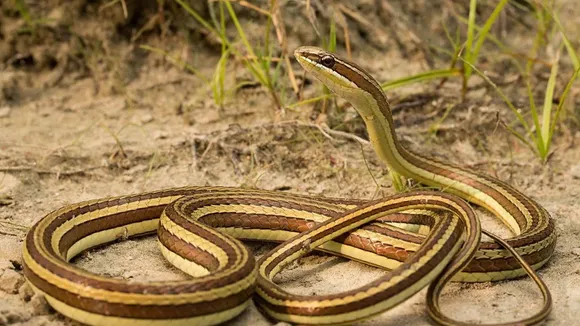 Condanarous Sandsnake Found in Murshidabad Farakka:  মুর্শিদাবাদের ফারাক্কায় কন্ডানেরাস স্যান্ড স্নেক
