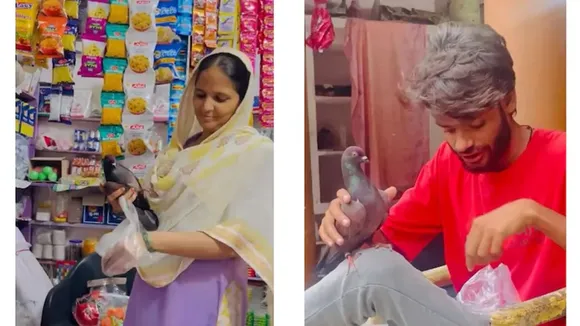 viral pigeon video