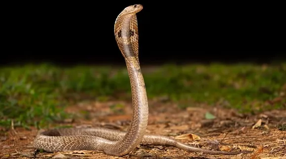Panic has spread after seeing a snake in Kolkata Municipal Corporation: কলকাতা পুরসভায় সাপের দেখা
