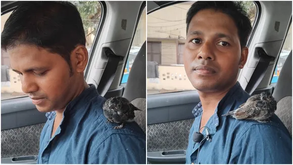 bird and cab driver