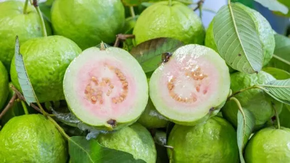 Side Effects of Guava