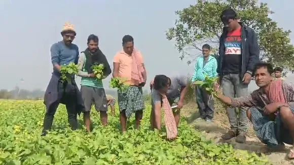 farmers,malda news,west bengal news,poisoned the crops,পশ্চিমবঙ্গের খবর,মালদার খবর,ফসলে বিষ