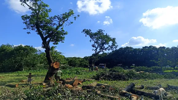 Mango Tree,Malda News,Plywood,China,west bengal news,মালদার খবর,প্লাইউড,আম কাছ,চিন