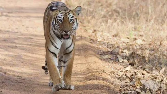 Tigress zeenat seen at bankura jungle tranquilizer guns latest updates 