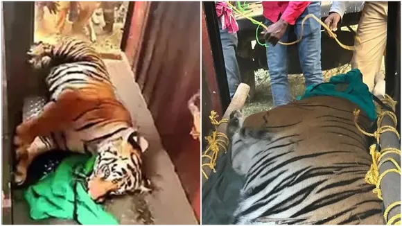 Tigress Zeenat,Royal Bengal Tiger,Odisha,west bengal news,বাঘিনী জিনাত,পশ্চিমবঙ্গের খবর