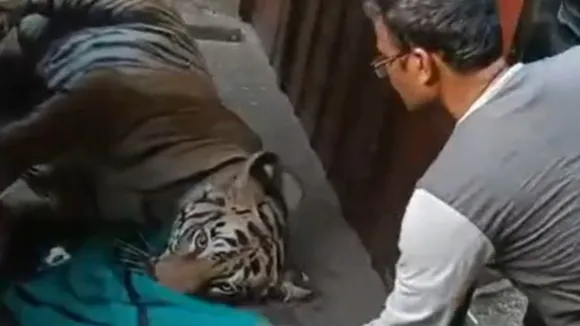 Tigress Zeenat: ঘুমপাড়ানি গুলির ঘোর কেটেছে জিনাতের