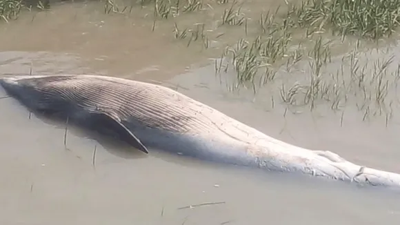 deadbody of whale found,whale,sagardwip,west bengal news,সাগরদ্বীপ,তিমির মৃতদেহ উদ্ধার