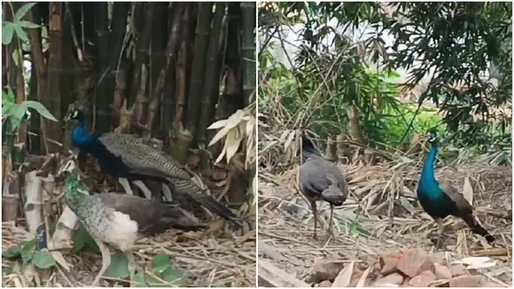 purba bardhaman news,peacock,west bengal news,ময়ূর,পশ্চিমবঙ্গের খবর
