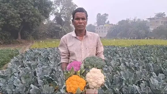 Colorful cauliflower farming,kolaghat,Farming,Purba Medinipur,রঙিন ফুলকপির চাষ,রঙিন ফুলকপি,পূর্ব মেদিনীপুর