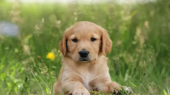 Dog Parenting Tips:  কুকুর পোষার সময় এই বিষয়গুলি অবশ্যই মাথায় রাখবেন