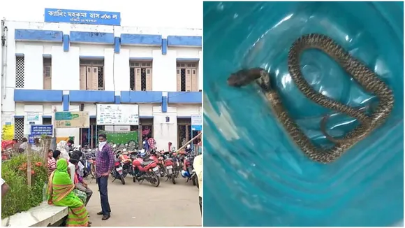 South 24 Parganas News: কেউটে সাপের ছোবল যুবককে