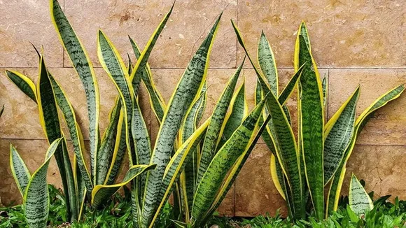 Snake Plant care tips: স্নেক প্ল্যান্ট যত্ন সম্পর্কিত গুরুত্বপূর্ণ বিষয়গুলি জানুন
