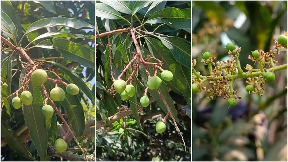 Farmers are hopeful that mango yield will increase in Maldah this year due to favorable weather conditions