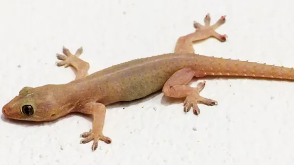 Lizard Falling Meaning: শরীরের কিছু অংশে টিকটিকি পড়া শুভ বলে মনে করা হয়