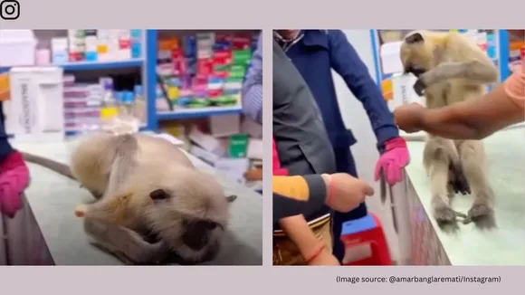 Injured monkey in Bangladesh walks into pharmacy 