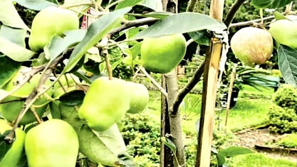 মংপু আপেল চাষ,  কাশ্মীরি আপেল চাষ  ,পরীক্ষামূলক আপেল চাষ,  দুই কাঠা জমিতে আপেল  ,পশ্চিমবঙ্গে আপেল চাষ  ,জৈব আপেল চাষ,Mongpu apple cultivation  ,Kashmiri apple farming  ,Experimental apple farming  ,Apple farming in West Bengal , Organic apple cultivation,  Bandwan apple project,  Small-scale apple farming,apple