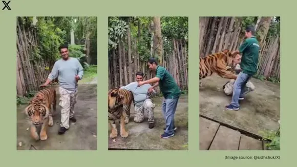 tiger-attack-indian-tourist-in-thailand-viral-video-