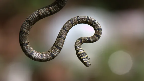 Flying Snake Lifestyle: ২০২০ সালে নেচার ফিজিক্সে এই সাপের ব্যাপারে বলা হয়েছে। 