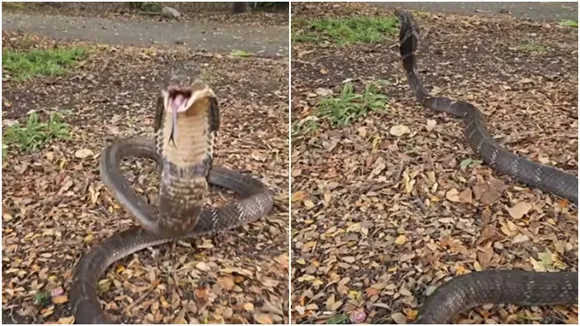 King Cobra Species Discovery:   কিং কোবরার নতুন প্রজাতির আবিষ্কার।