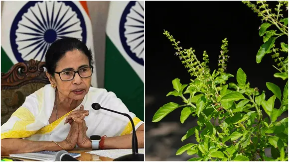 Mamata banerjee, tulsi,maheshtala violence,rabindranagar clash,maheshtala riot,bjp,suvendu adhikari,west bengal news today,latest bengali news,kolkata news today,মমতা ব্যানার্জী, তুলসী গাছ, মমতা বন্যানার্জি তুলসী গাছ