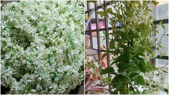 Flower Blooming Tips 1