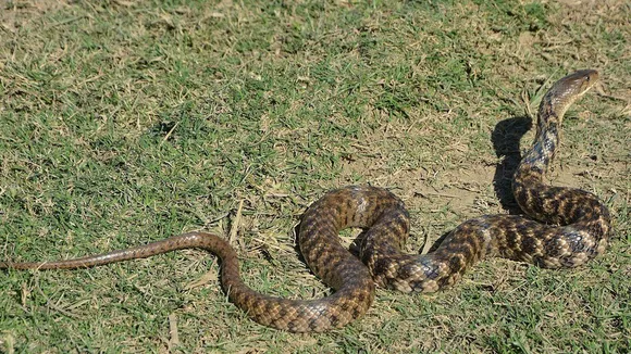 Signs of snakes 1