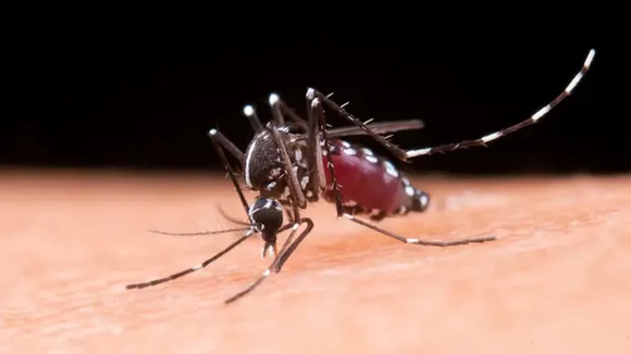 Mosquito Control Hacks