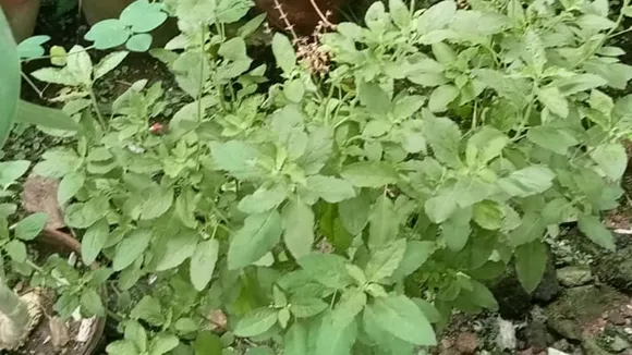 Lakshmi Blessings
