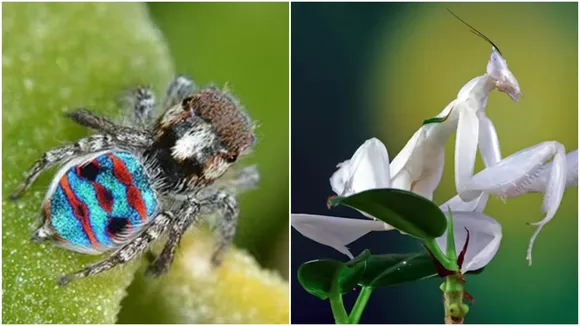 Colorful Insects