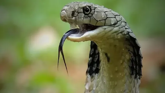 Snake Repellent Home Remedies