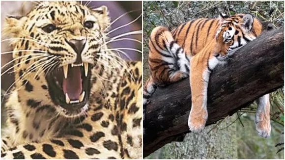 Tiger vs Leopard Fight