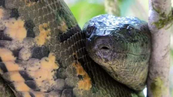 Deadly After Love, Animals That Kill Their Mates